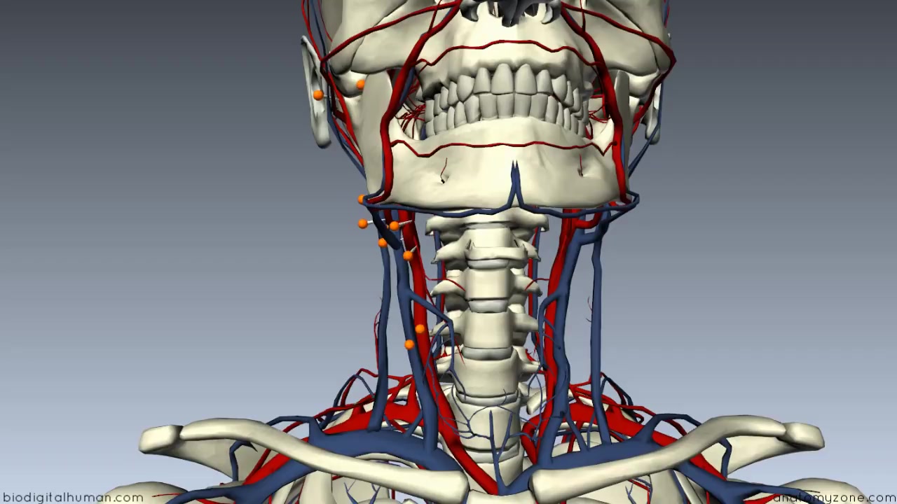 External Carotid Branches - 3D Anatomy Tutorial.mp4.mp4