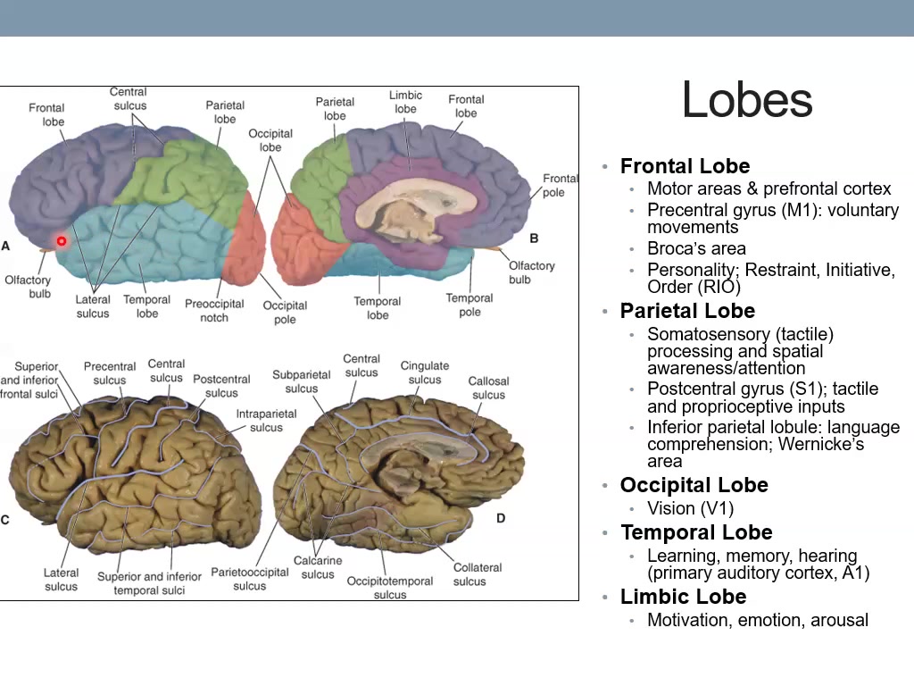 Sarko Pre-Lab Cerebral Cortex Neuro Lab V